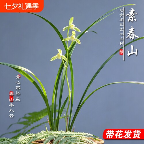 名贵兰花苗素春山建兰素心四季好养现带花苞浓香室内盆栽花卉绿植