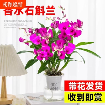 香水石斛兰盆栽带花苞兰花卉室内水培植物四季开花好养绿植客厅