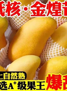 金煌芒爆甜新鲜水果树上熟正宗抗寒无公害香甜多汁纸核果肉热带