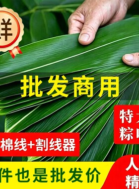 粽子叶棕叶新鲜大号包粽子专用的叶子批发干粽叶大鲜粽叶现摘糯米