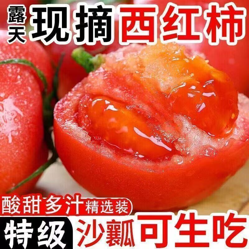 攀枝花正宗露天沙瓤西红柿新鲜番茄现摘生吃水果自然蔬菜柿子整箱