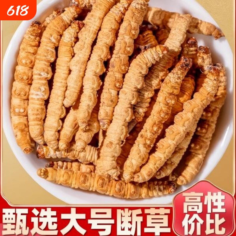 冬虫夏草虫肉节断草断虫草送父母长辈送礼补品头期滋补冬虫草