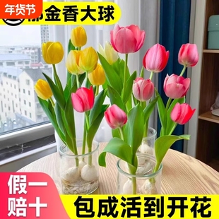 郁金香种球水培花卉植物四季开花种子室内花盆栽花苗好活冬季土培
