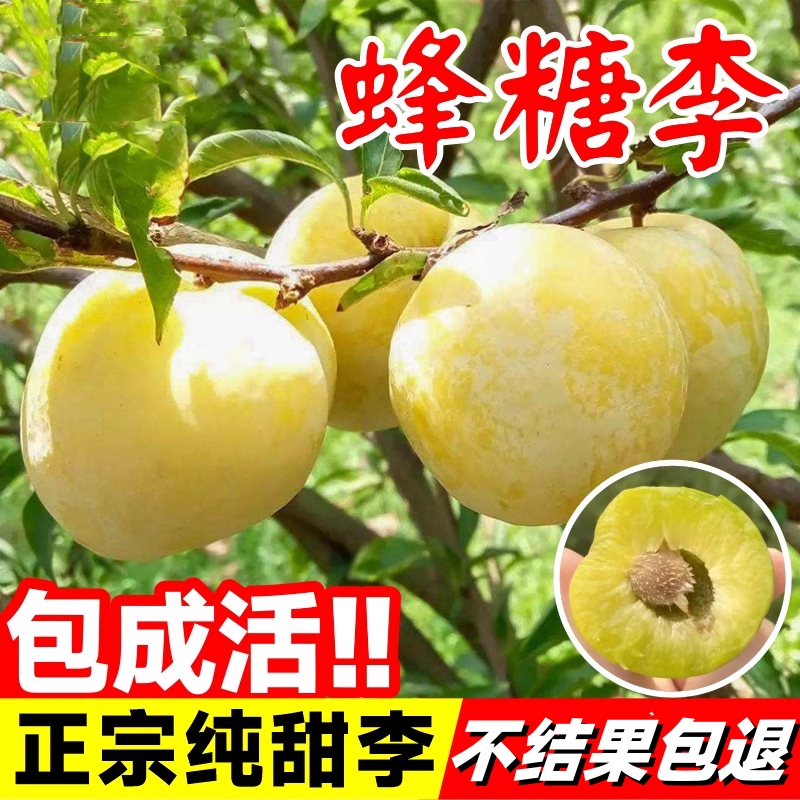 正宗蜂糖李子树苗果树果苗盆栽新品种嫁接蜂蜜李子树苗南北方种植
