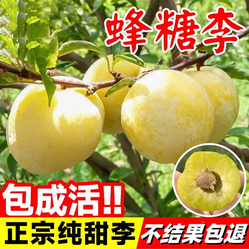 正宗蜂糖李子树苗|超3000次加购