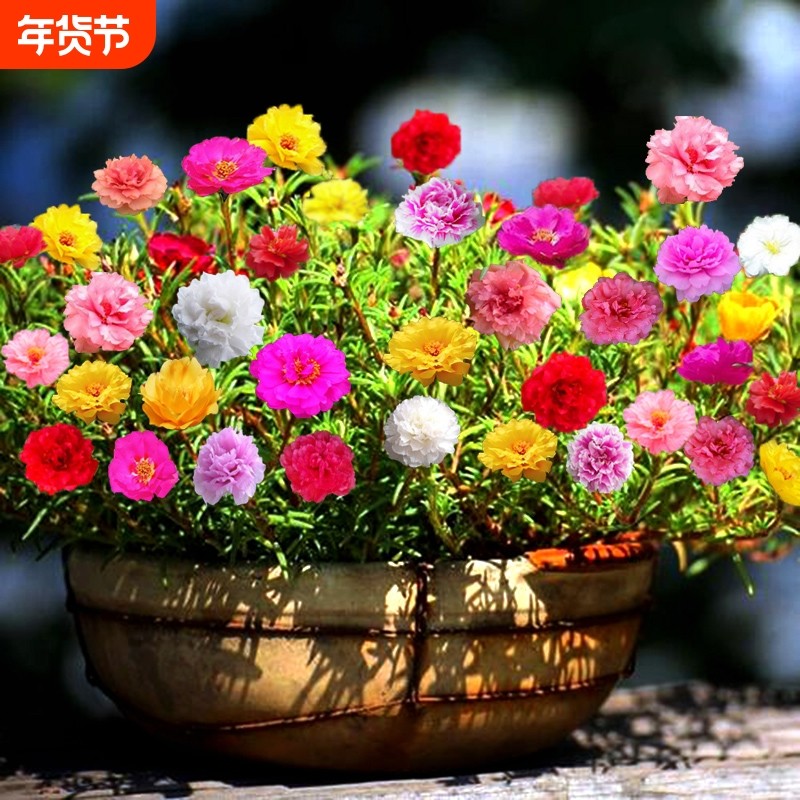 重瓣太阳花种子花籽四季播种孑开花室内花卉易活室外花种籽子包邮