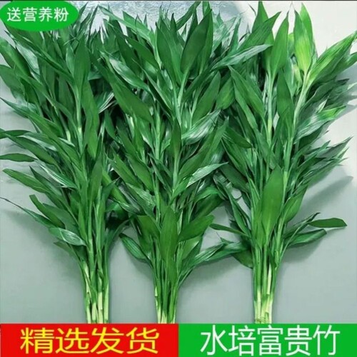 富贵竹水培客厅招财转运