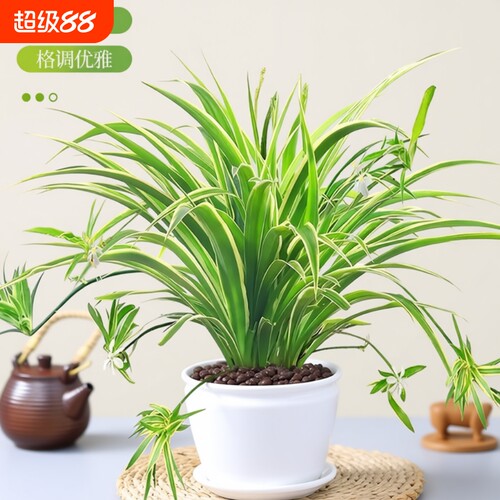 金边吊兰盆栽水培植物大盆吸甲醛办公室内好养花卉垂吊桌面绿植物