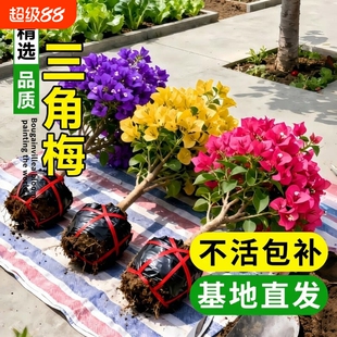 重瓣三角梅盆栽带花苞爬藤四季花卉开花室内阳台庭院好养易活绿植