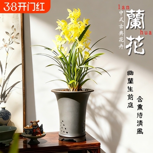 好养活建兰铁骨素心大凤素室内高雅花卉四季兰花苗客厅名贵品种