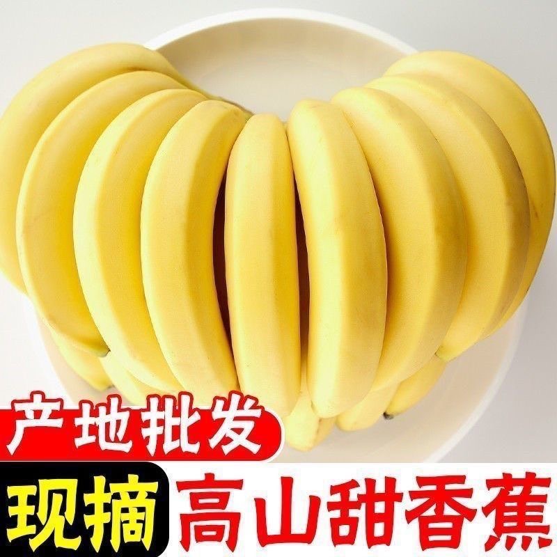 【优质】云南红河高山威廉斯香蕉山地种植当季现砍整箱软糯需催熟