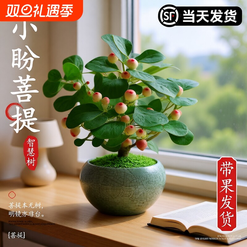 小盼菩提盆栽中式禅意摆件禅意盆景菩提树盆栽带果办公室桌面绿植