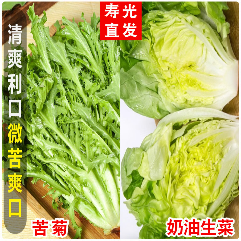 新鲜奶油生菜苦菊组合火锅好吃低脂新鲜蔬菜沙拉产地直发包邮