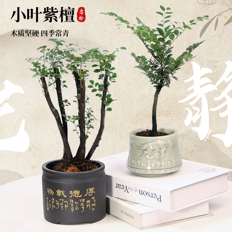 小叶紫檀黑骨茶客厅桌面新手易养