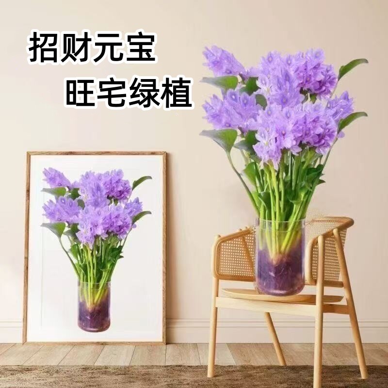 招财元宝懒人水养净化客厅卫生间办公室桌面水培植物花卉懒人种植