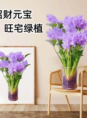 招财元宝懒人水养净化客厅卫生间办公室桌面水培植物花卉懒人种植