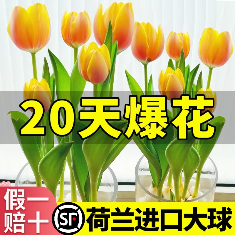 进口郁金香种球水培花卉植物办公室绿植桌面好养活种子鲜花5度球