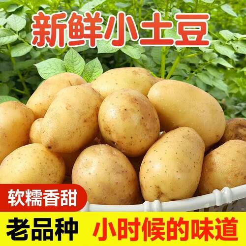 恩施小土豆黄皮黄心土豆新鲜蔬菜迷你马铃薯洋芋现挖老品种好吃