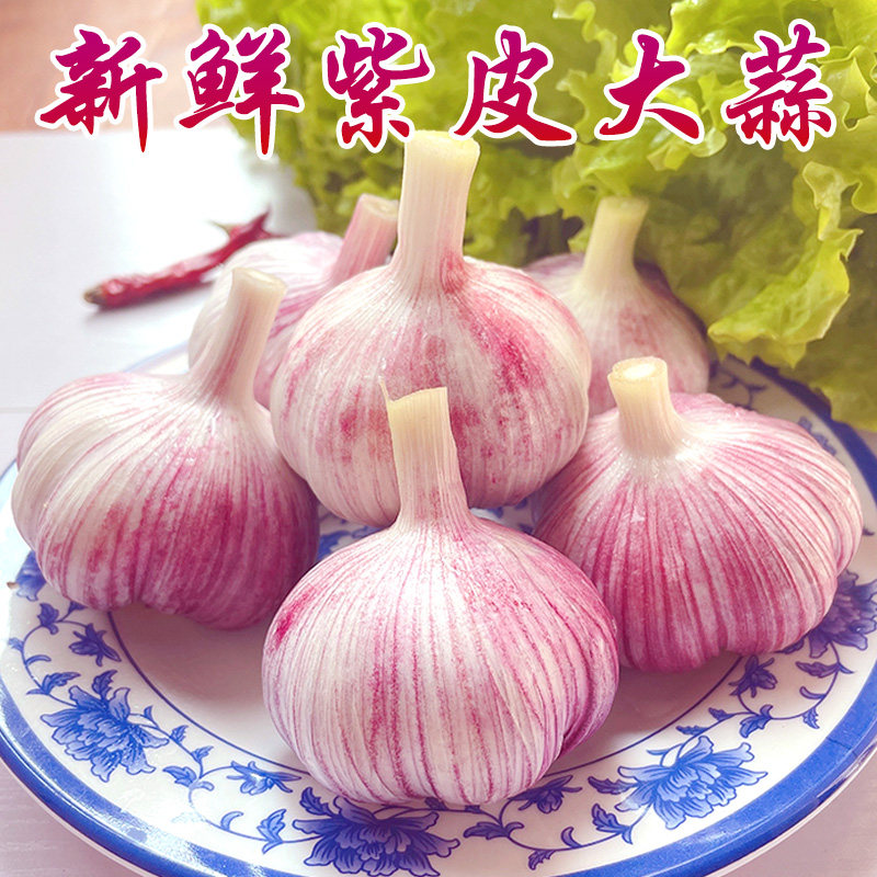 新鲜大蒜头紫皮湿蒜今年现挖新蒜嫩蒜红大蒜腌制农家多瓣