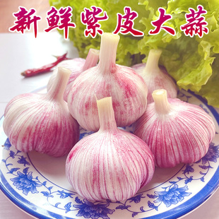 新鲜大蒜头紫皮湿蒜今年现挖新蒜嫩蒜红大蒜腌制农家多瓣