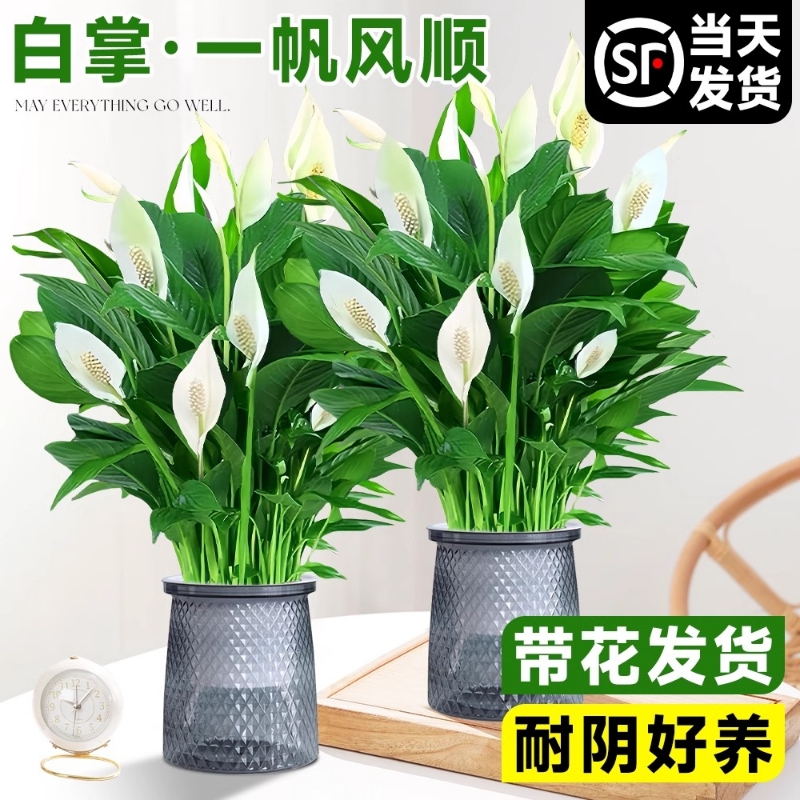 白掌一帆风顺盆栽水培植物办公室内花卉绿植绿萝箩红掌发财树鲜花