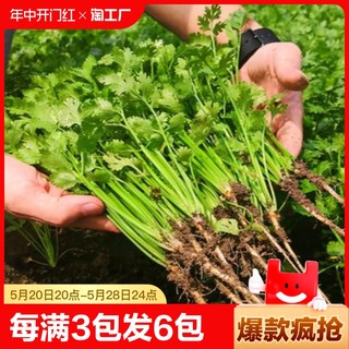 农家大叶香菜种子苗四季秋冬蔬菜种籽孑菜籽菜种老品种小香菜籽种