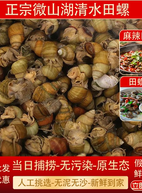 清水田螺鲜活新鲜无沙商用批发