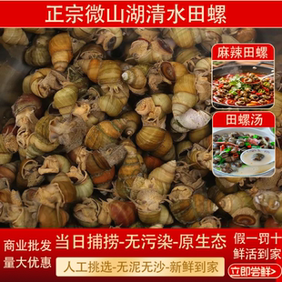微山湖新鲜田螺活体活的石螺包活螺蛳粉用螺螺丝肉鲜活石螺商用