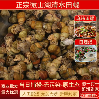 清水田螺鲜活新鲜无沙商用批发