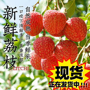 高州新鲜荔枝白糖罂纯甜无酸茂名高州荔枝新鲜水果整箱顺丰包邮
