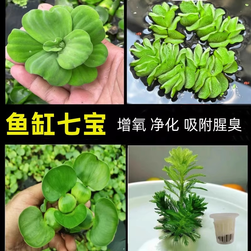 鱼缸真水草生态造景套装浮萍水草养鱼吸腥味水生植物套餐神器浮水