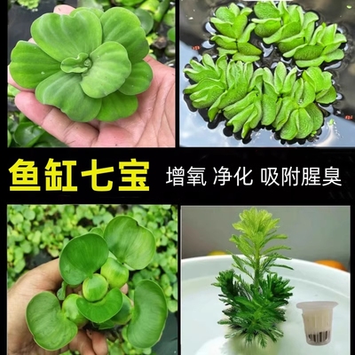 鱼缸真水草生态造景套装浮萍水草养鱼吸腥味水生植物套餐神器浮水