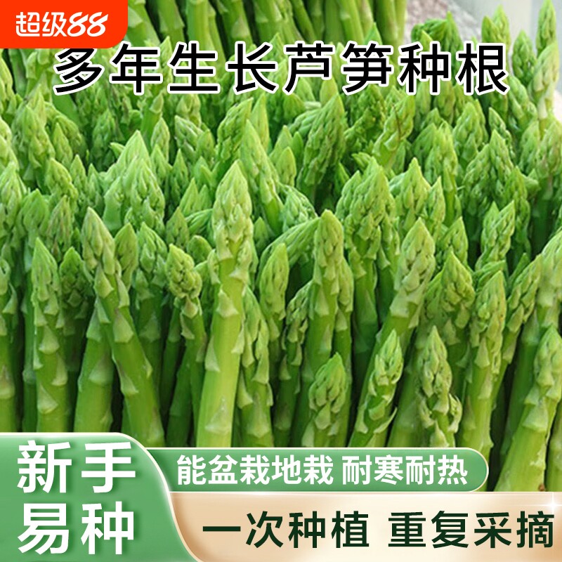 绿色芦笋种根阳台庭院盆栽地载耐寒耐热蔬菜苗多年生芦笋根苗种子