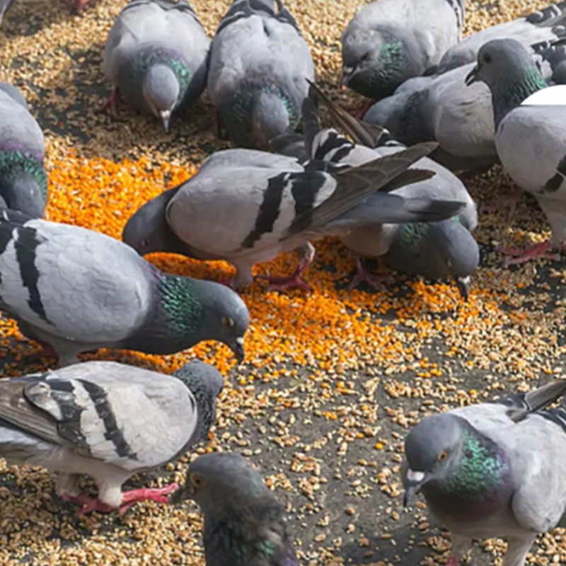 新鲜老鸽子肉2只生鲜活体现杀散养大土鸽子农家散养鸽子肉炖煲汤