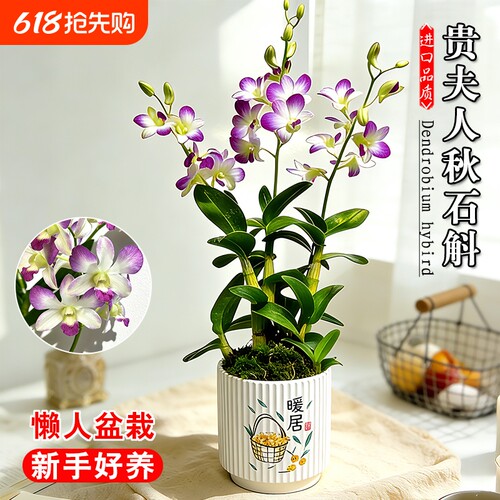 带花苞名贵泼墨秋石斛兰花苗品种贵夫人室内好养浓香盆栽花卉绿植