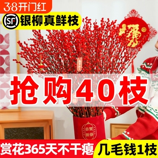 银柳真花鲜枝客厅摆件雪柳红色喜庆干花枝室内装饰年宵花水培植物