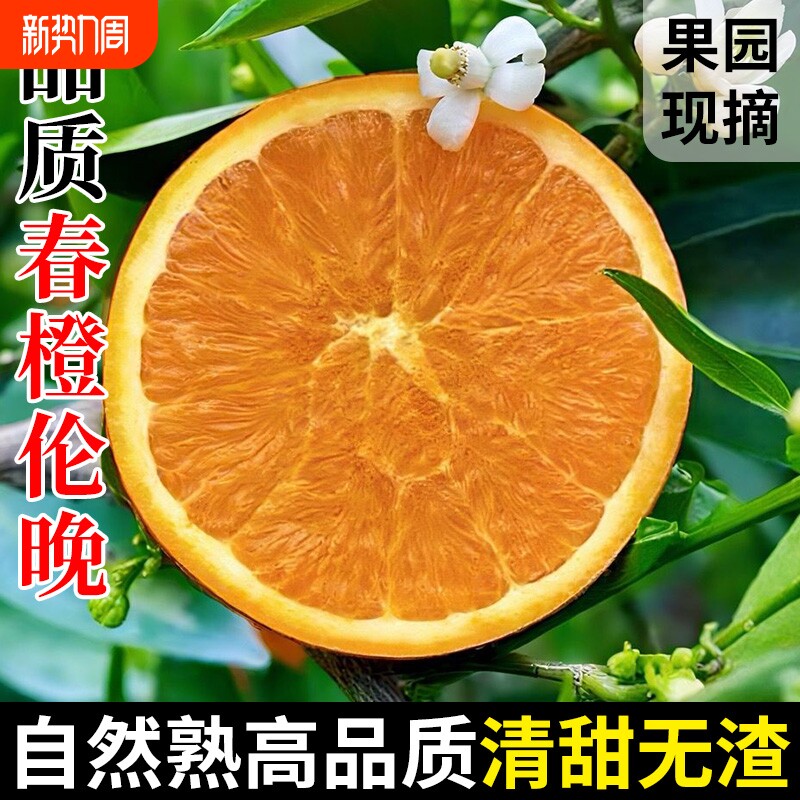 秭归伦晚春橙新鲜当季水果湖北时令大果纽荷尔包邮果冻整箱甜橙子