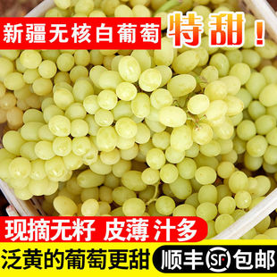 顺丰包邮 新疆无核白葡萄新鲜水果2026现摘吐鲁番无籽葡萄青提子