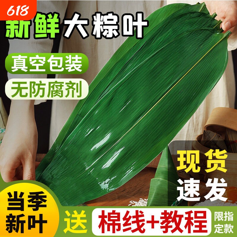 粽子叶棕叶新鲜大号纯天然新叶包粽子专用端午节商用批发芦苇粽叶