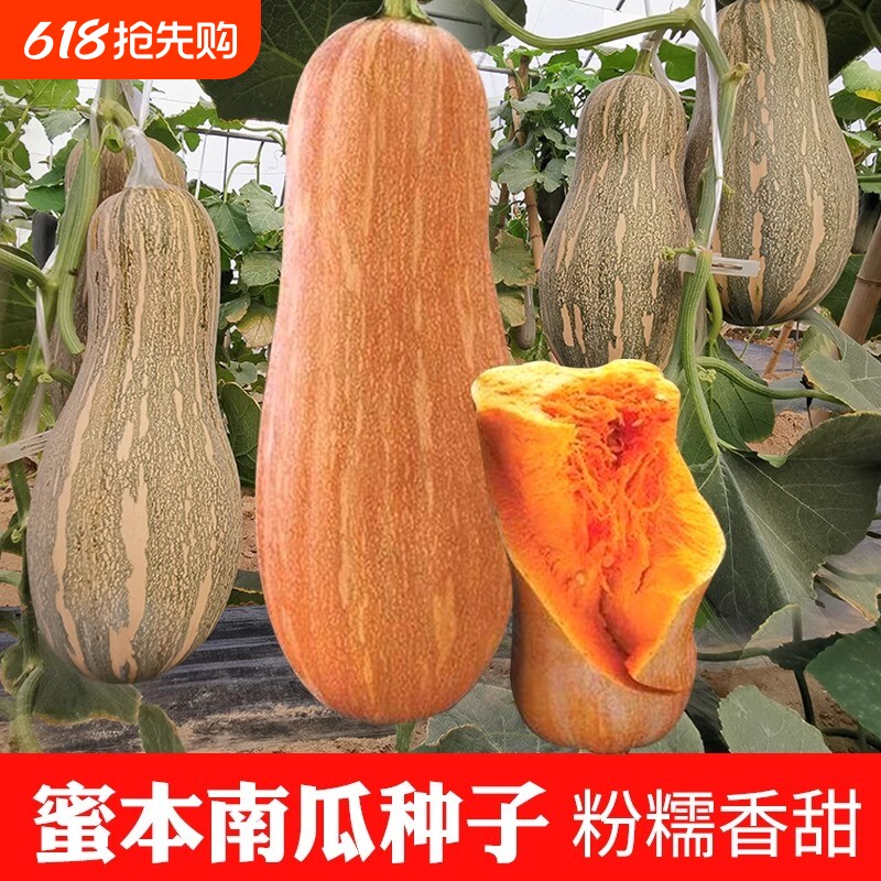 蜜本南瓜种子细春夏秋四季蔬菜种籽早栗长密本种植当季香甜品种