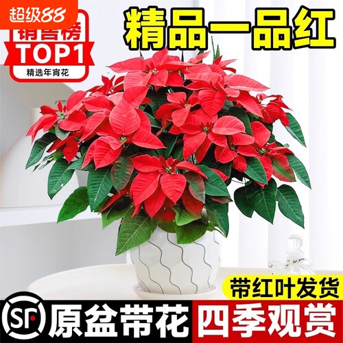 基地直销 新品特惠