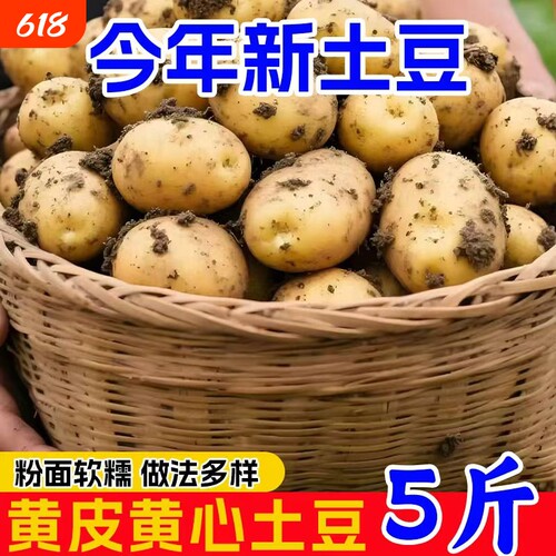 黄皮小土豆现挖新鲜黄心