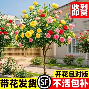 棒棒糖月季四季开花卉盆栽庭院室外花园植物特大树状树桩月季老桩