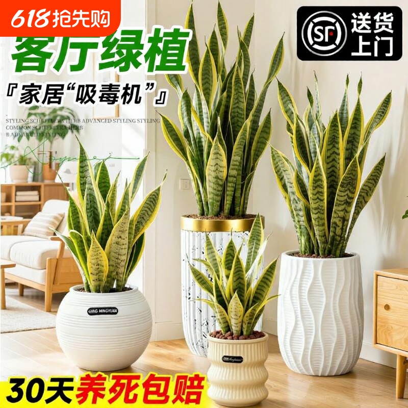 金边虎皮兰盆栽绿植办公室室内客厅大型净化空气四季好养植物甲醛