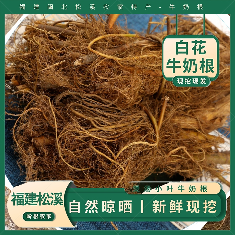 福建牛奶根野生小叶牛奶根新鲜现挖南平野生牛奶根松溪白花牛奶根