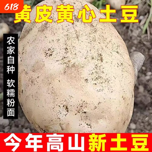老品种高山大土豆现挖