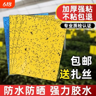 强力粘虫板黄板双面大棚蔬菜茶园诱虫柑橘针蜂家用室内飞虫强效