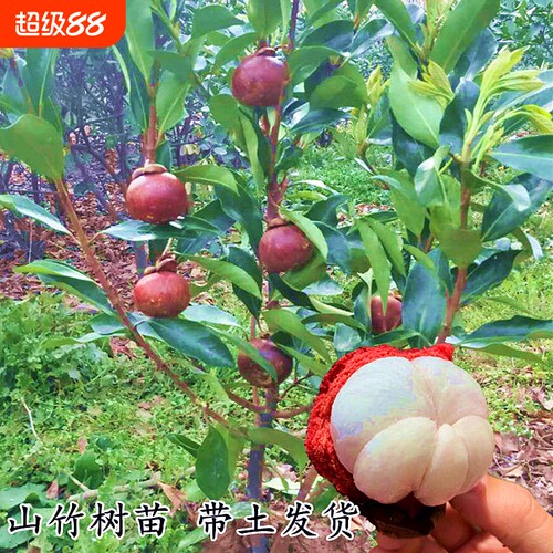 泰国白肉山竹树苗果苗当年结果