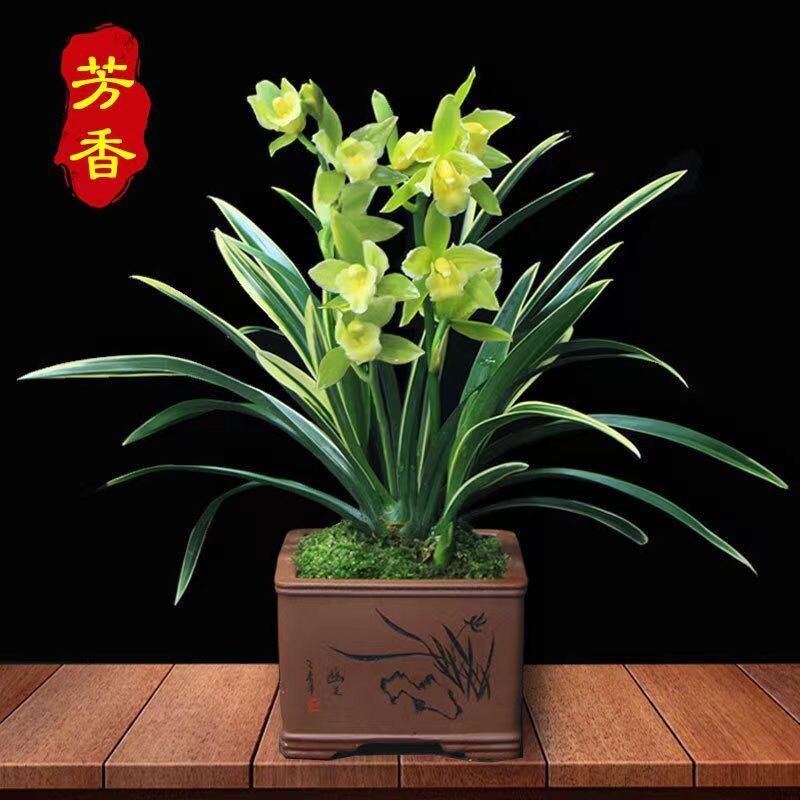 金边金凤冠兰花开花特香浓香型室内好养花卉绿植