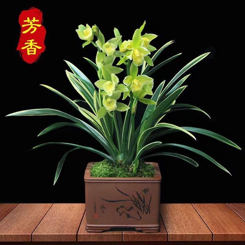 金边金凤冠兰室内好养特香开花